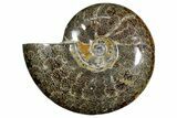 Polished Fossil Ammonite (Cleoniceras) - Madagascar #349190-1